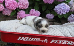 Cocker Spaniel dogs for sale: Zadi - Image 1