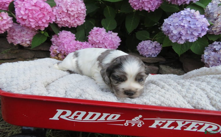 Cocker Spaniel dogs for sale - Ad 4