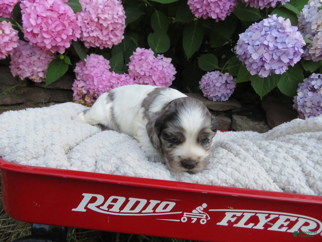 Cocker Spaniel dogs for sale: Zadi - Image 1