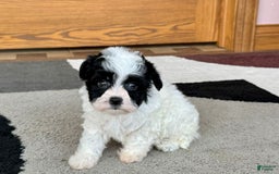 Havanese dogs for sale: Nathan - Image 11