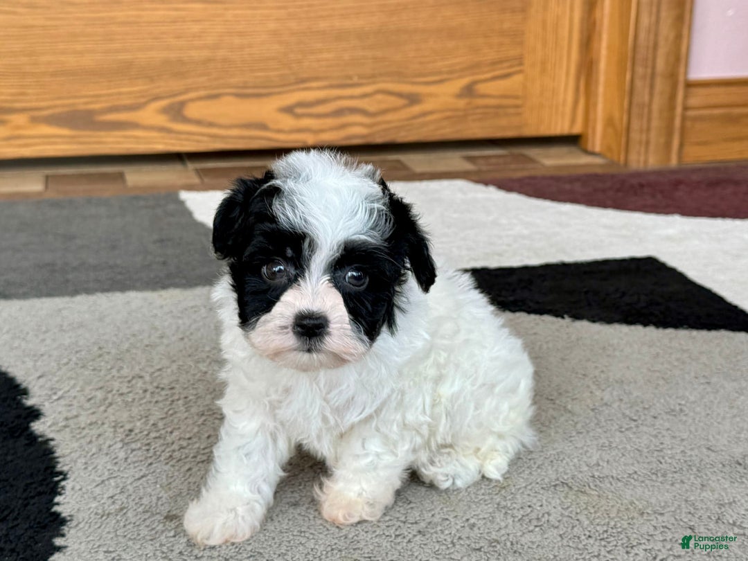 Havanese dogs for sale: Nathan - Image 11