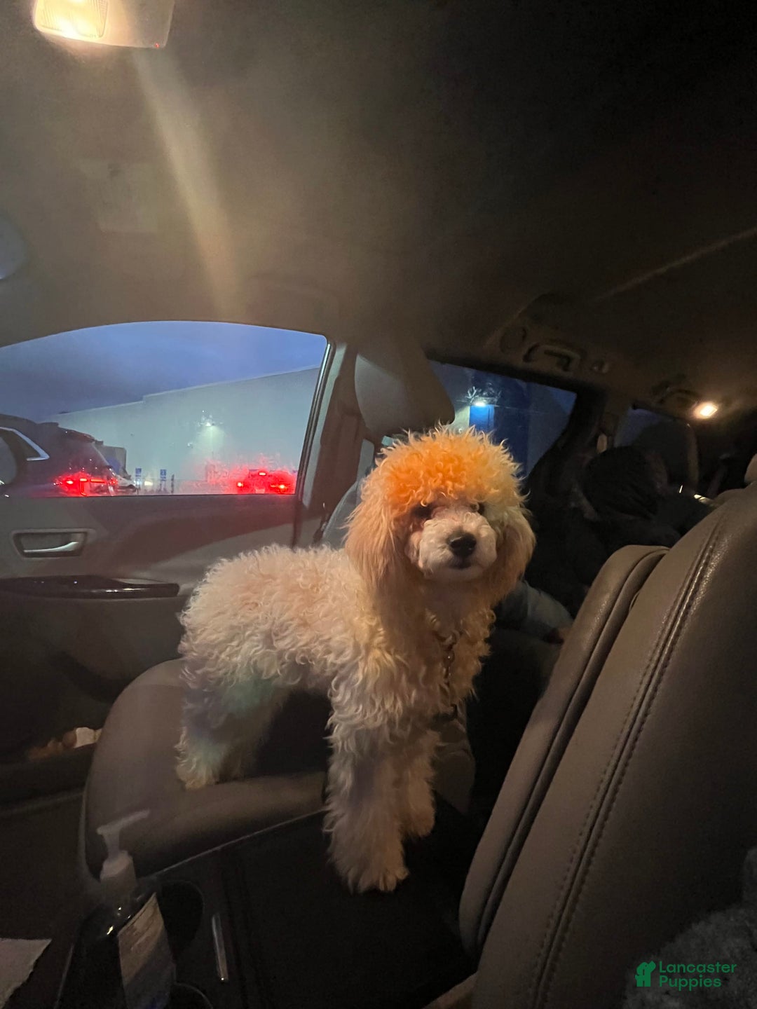 Miniature Poodle dogs for sale: Lili - Image 5