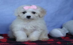 Shihpoo dogs for sale: Callie - Image 2