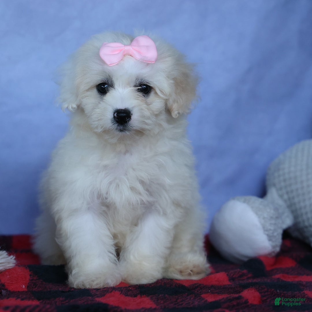 Shihpoo dogs for sale: Callie - Image 2