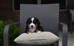 Bernese Mountain Dog dogs for sale: Lexi - Image 9
