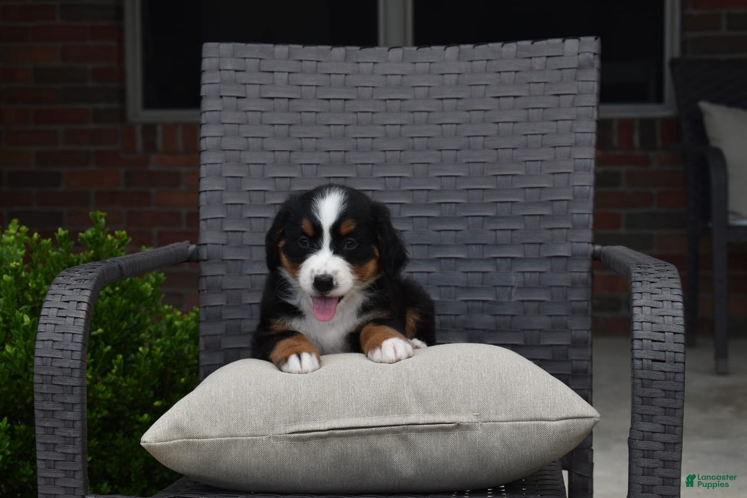 Bernese Mountain Dog dogs for sale: Lexi - Image 9
