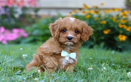 Cavapoo dogs for sale: Cavapoo 4 puppies - Image 4