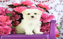 Maltese dogs for sale: Frisky - Image 5