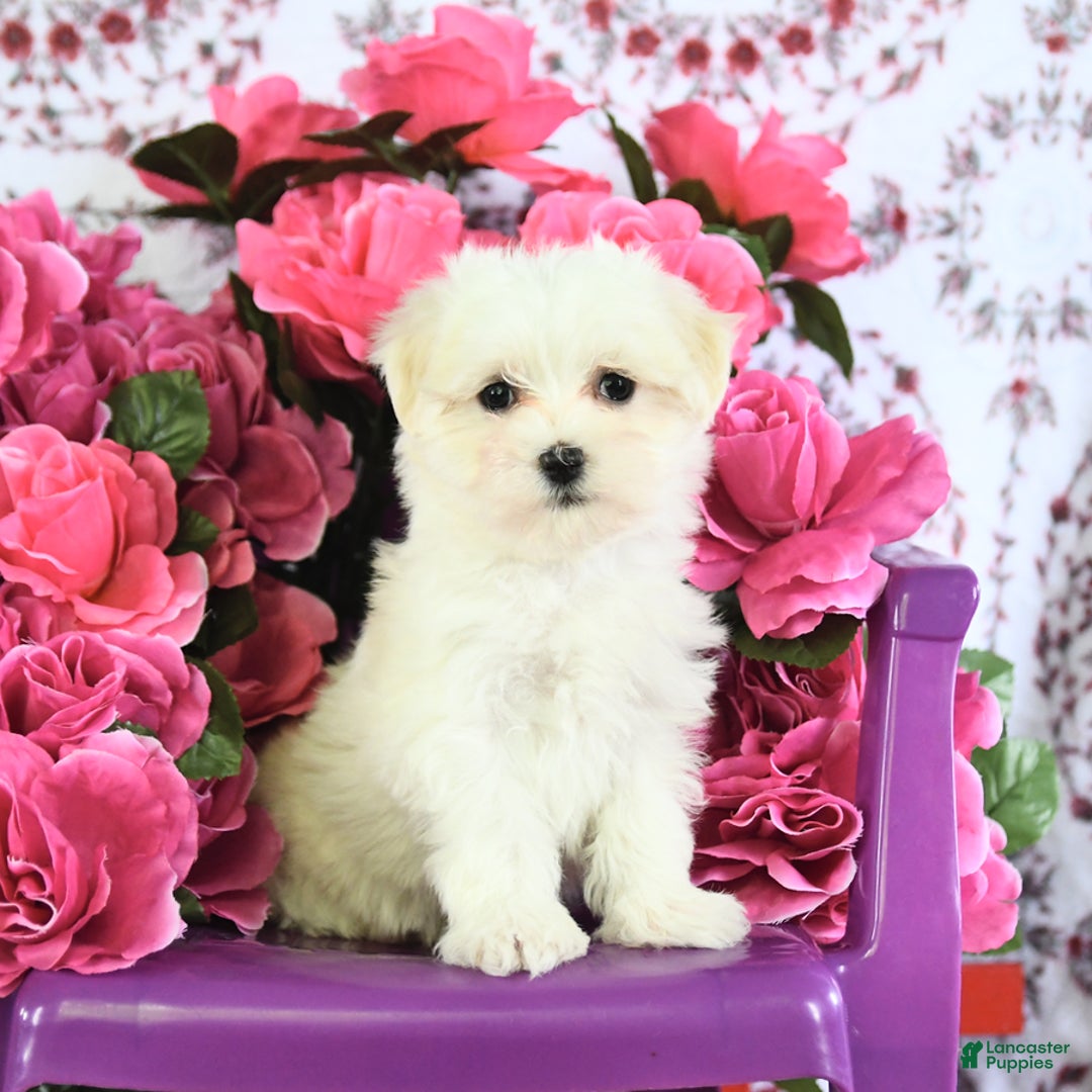 Maltese dogs for sale: Frisky - Image 5