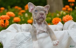 French Bulldog dogs for sale: Blaze - Image 1