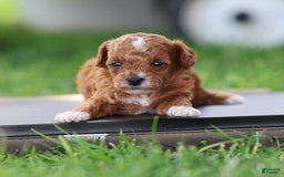 Toy Poodle dogs for sale: Raine - Image 1