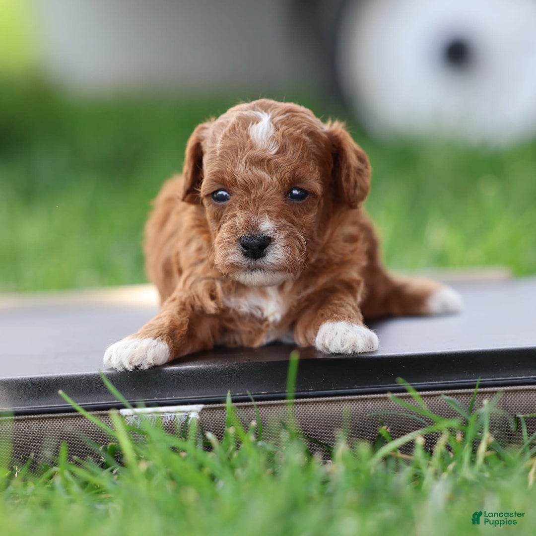 Toy Poodle dogs for sale: Raine - Image 1