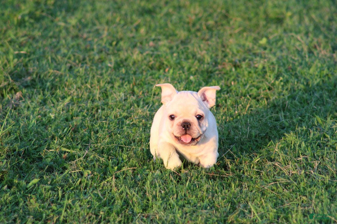 French Bulldog dogs for sale: Lincoln - Image 2