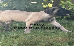 English Mastiff dogs for sale: Pinky - Image 4