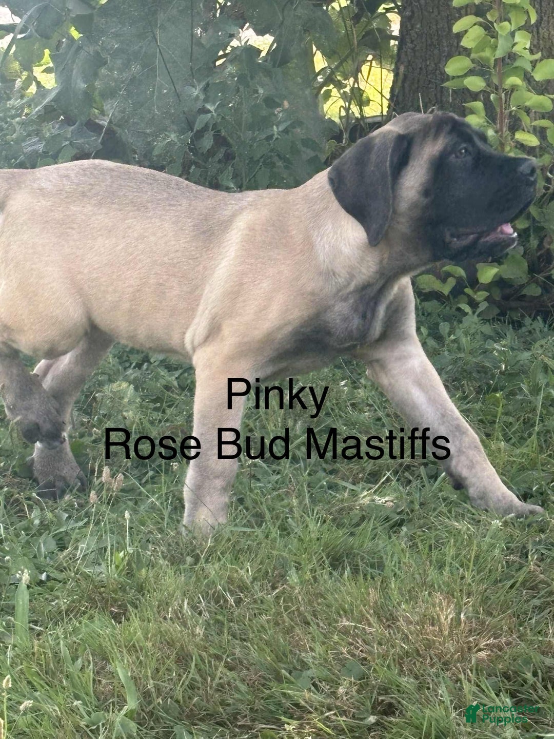 English Mastiff dogs for sale: Pinky - Image 4