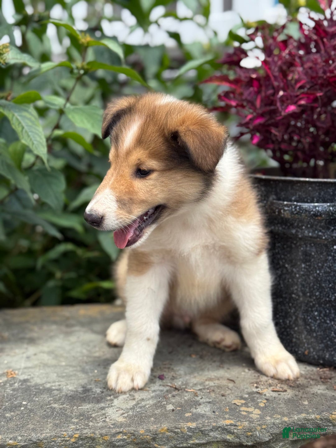 Collie dogs for sale: Albie - Image 3