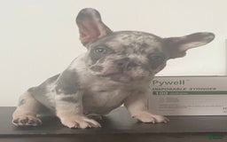 French Bulldog dogs for sale: Scarface - Image 5
