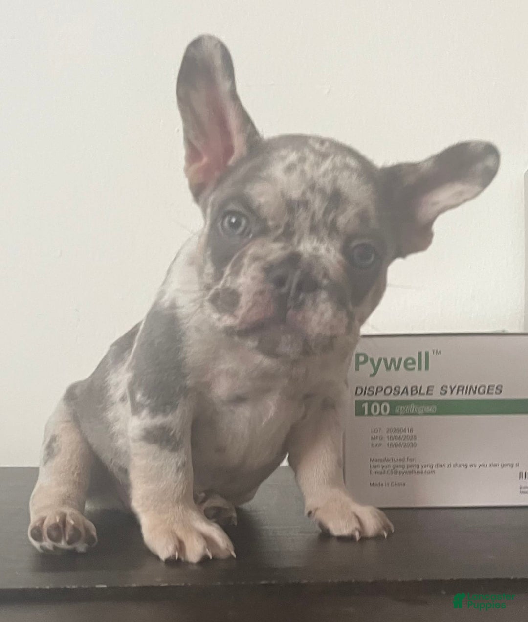 French Bulldog dogs for sale: Scarface - Image 5