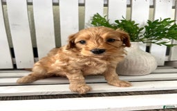 Cavapoo dogs for sale: Silas - Image 4