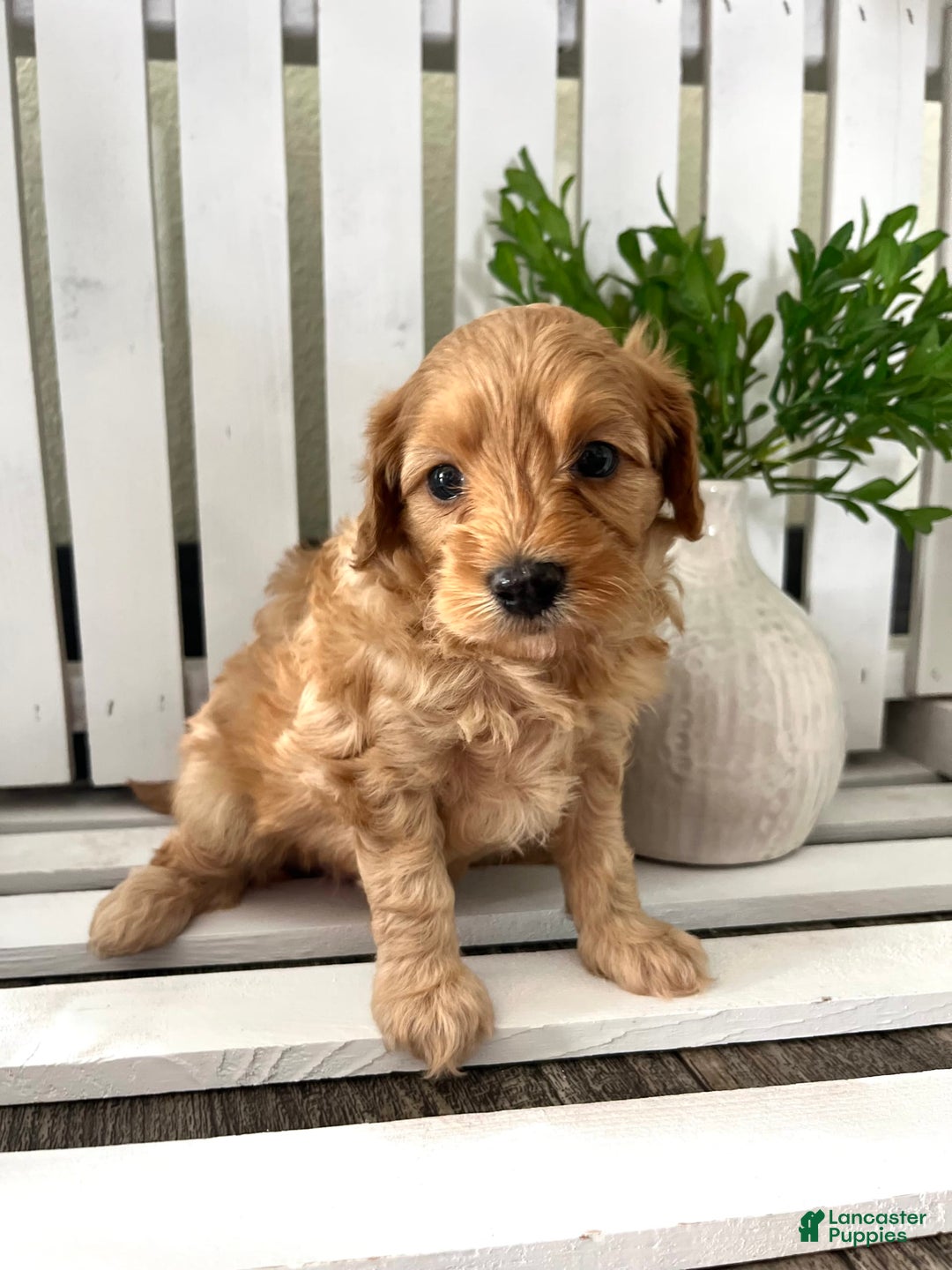 Cavapoo dogs for sale: Silas - Image 4