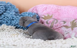 French Bulldog dogs for sale: Dylan - Image 11