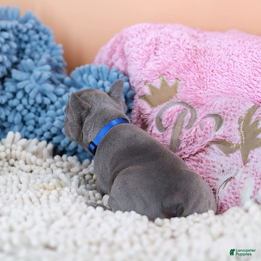 French Bulldog dogs for sale: Dylan - Image 11