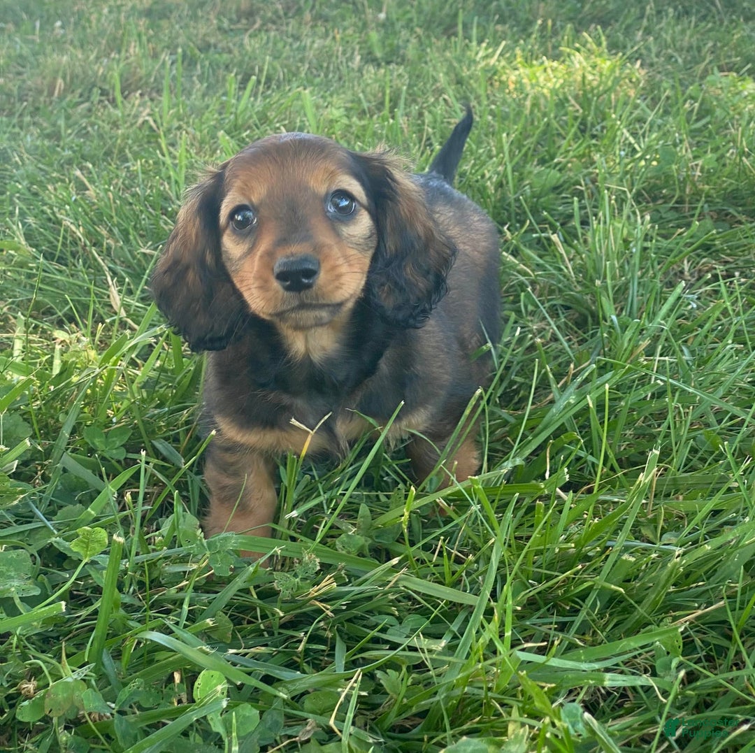 Dachshund dogs for sale: Dolly - Image 3