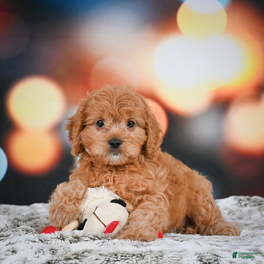 Cavapoo dogs for sale: Lance - Image 3