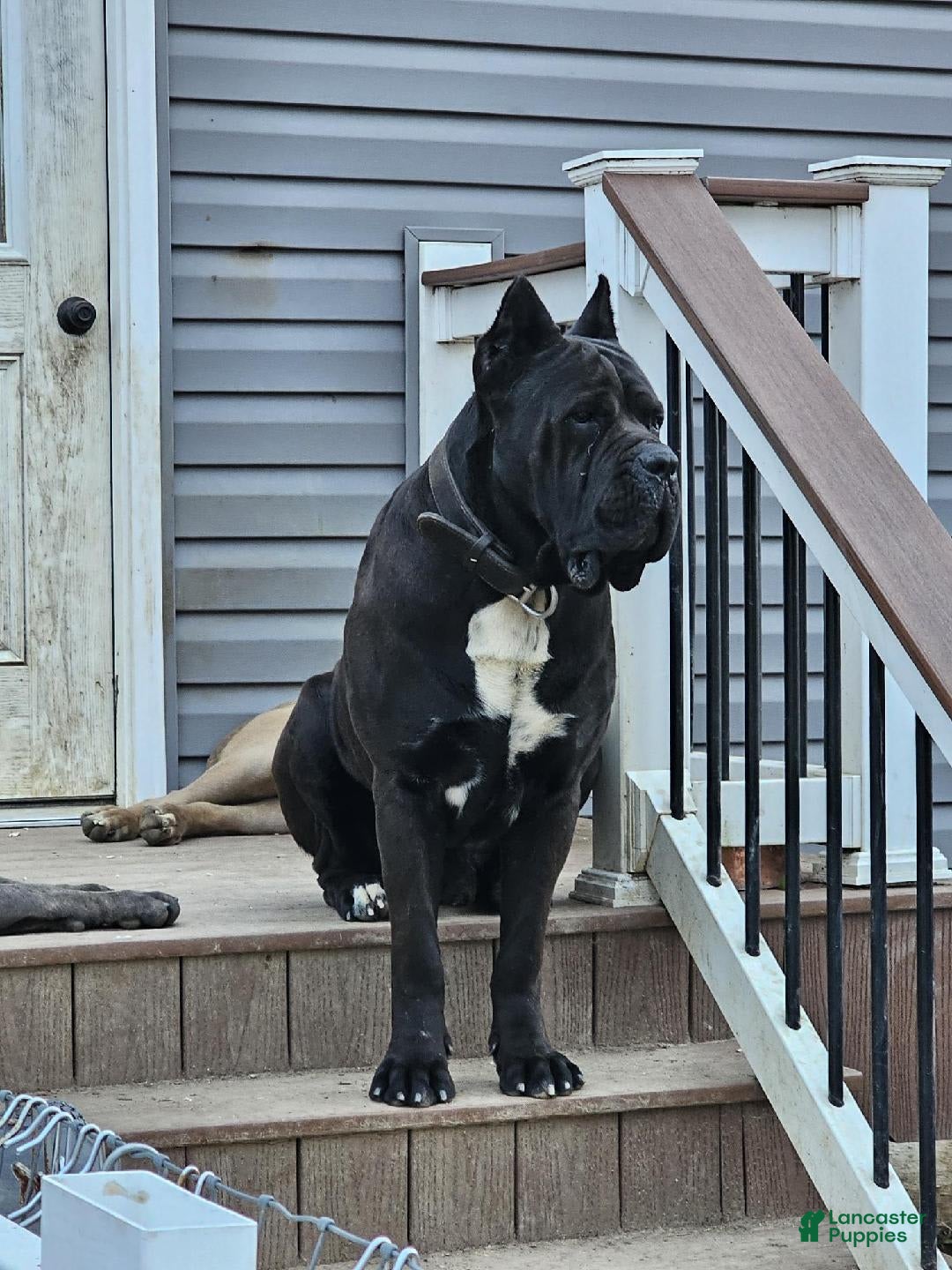 Cane Corso dogs for sale: Bane - Listing for pets: Willow, Bane - Image 4