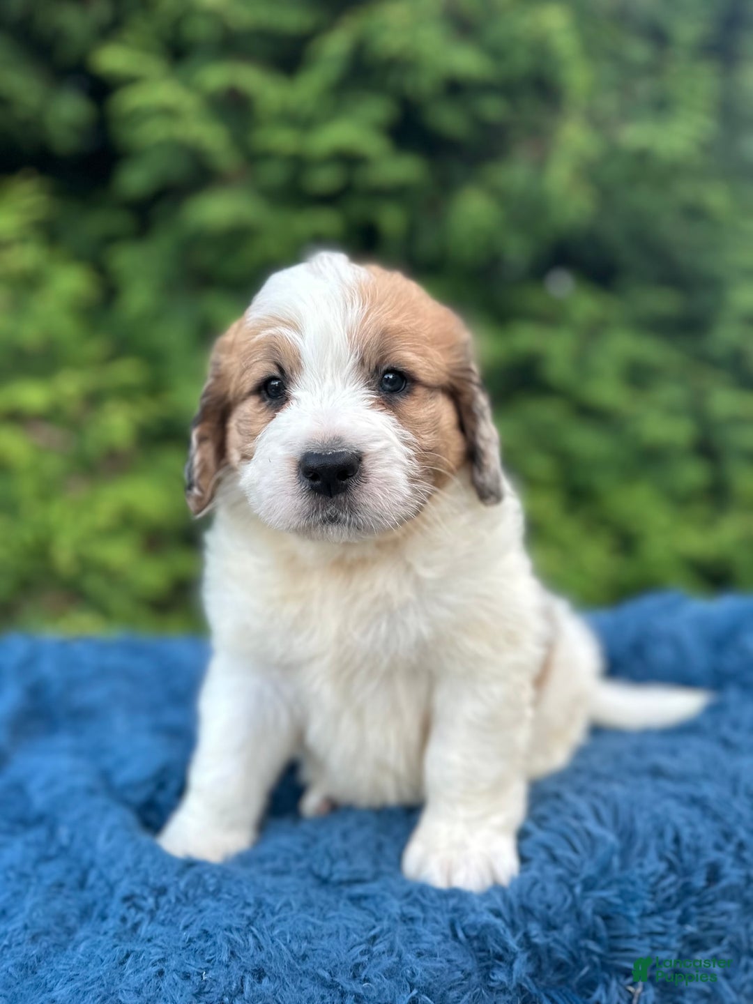 Saint Berdoodles dogs for sale: Bruno - Image 1
