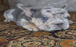 French Bulldog dogs for sale: Tae - Image 4