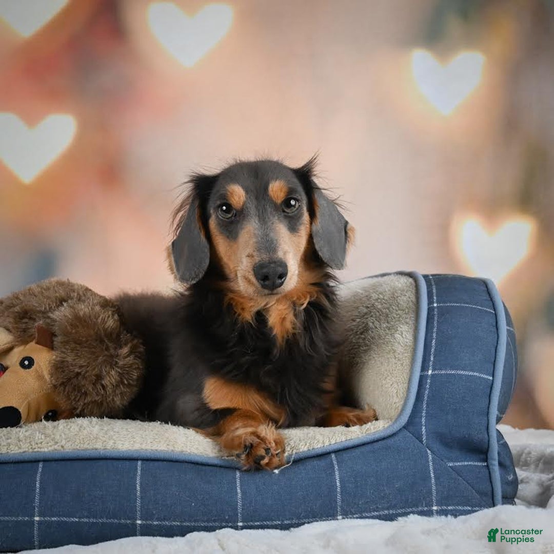 Miniature Dachshund dogs for sale: Miles - Image 15
