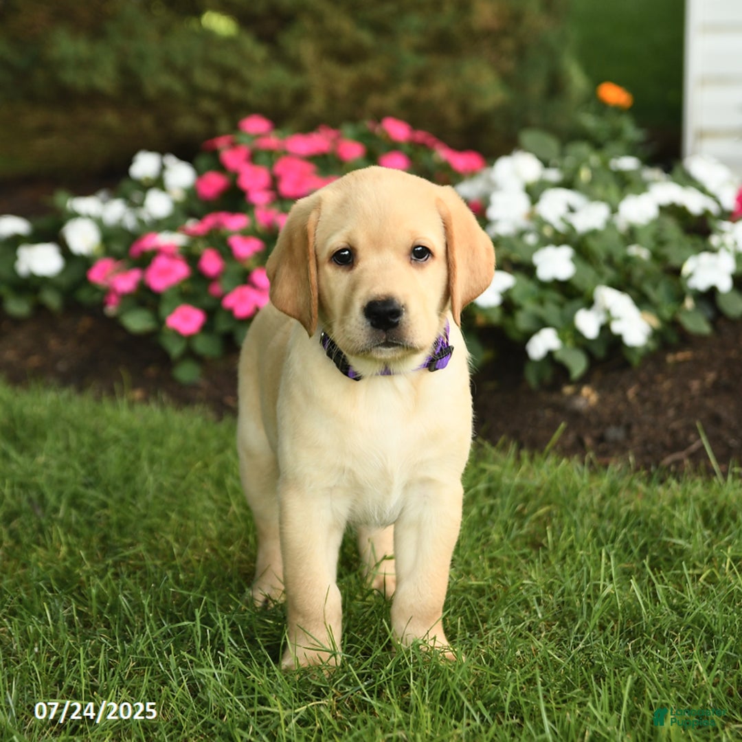 Labrador Retriever dogs for sale: Saige - Image 3