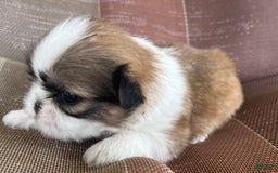 Shih Tzu dogs for sale: Ollie - Image 1