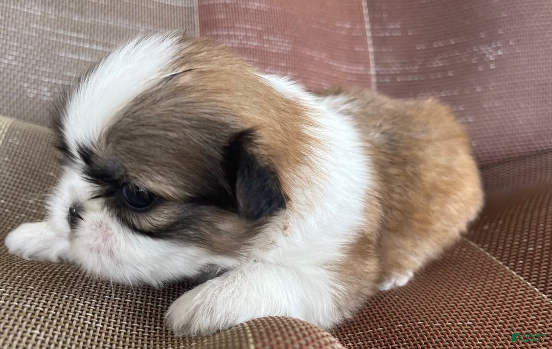 Shih Tzu dogs for sale: Ollie - Image 1