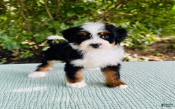 Bernedoodle dogs for sale: Ace - Image 4