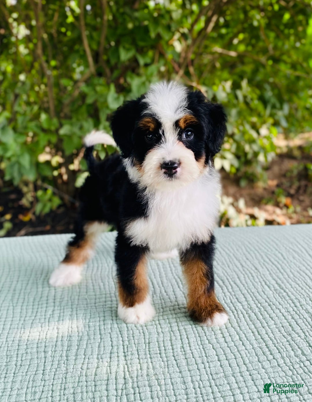 Bernedoodle dogs for sale: Ace - Image 4