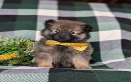 Pomeranian dogs for sale: Kegan - Image 6