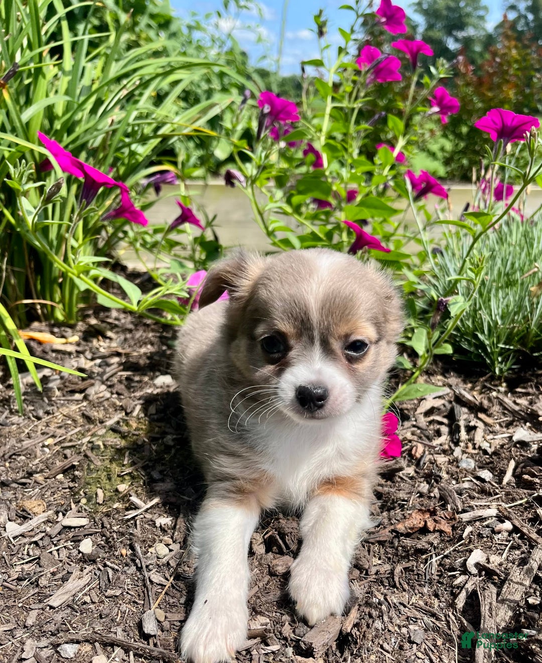 Chihuahua dogs for sale: Case - Image 4