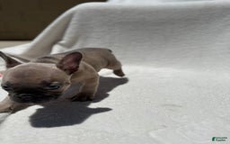 French Bulldog dogs for sale: Cassie - Image 2