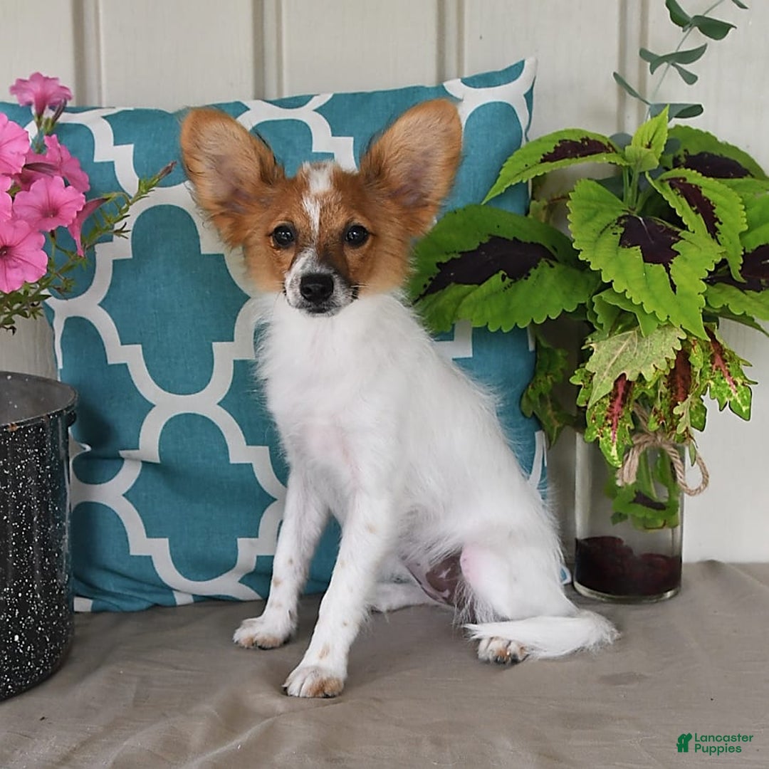 Papillon dogs for sale: Bella - Image 4