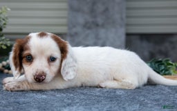 Miniature Dachshund dogs for sale: Casper - Image 2