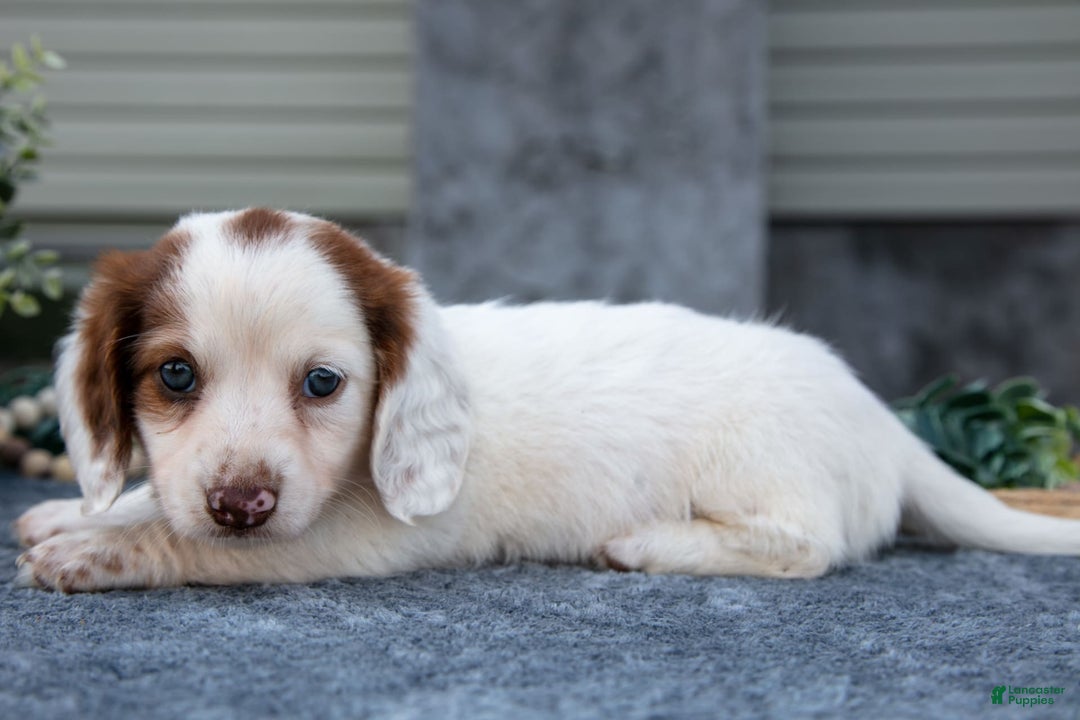 Miniature Dachshund dogs for sale: Casper - Image 2