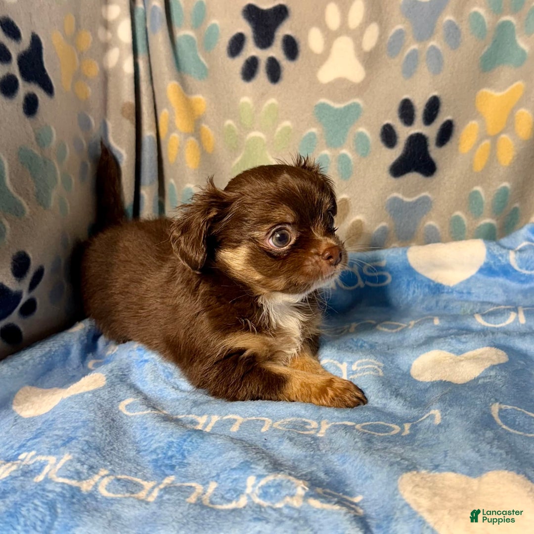 Chihuahua dogs for sale: Theodore Chocolate Lc - Image 18