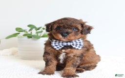 Toy Poodle dogs for sale: Grant - Image 3
