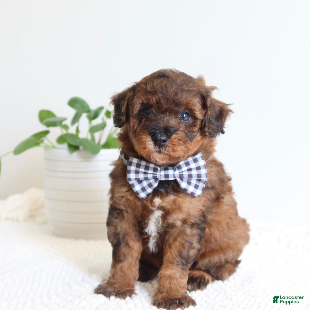 Toy Poodle dogs for sale: Grant - Image 3