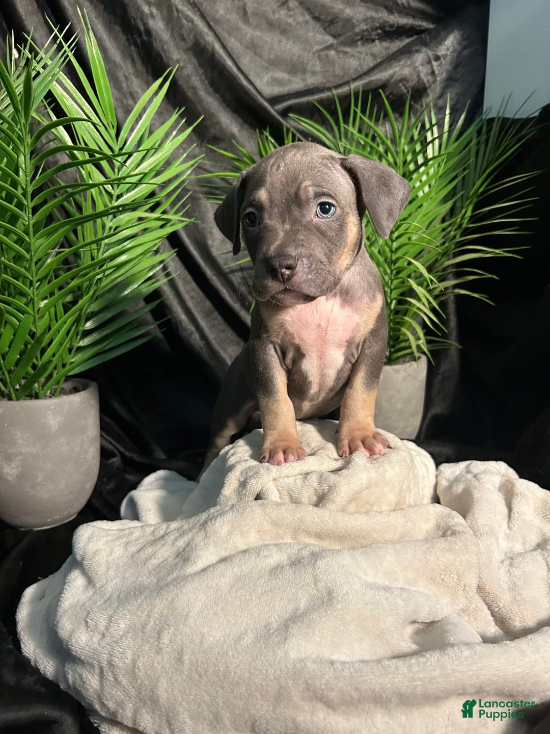 American Bully dogs for sale: Wolf - Image 2