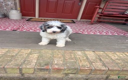 Mini Bernedoodle dogs for sale: Benji - Image 5