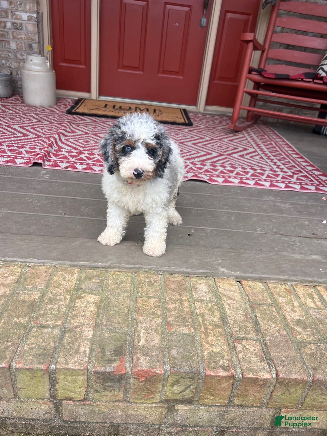 Mini Bernedoodle dogs for sale: Benji - Image 5