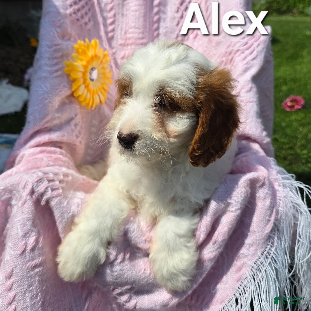 Cavapoo dogs for sale: Alex - Image 3